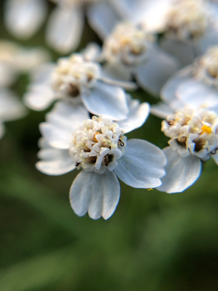 Close-up of common yarrow flower