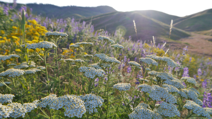 Yarrow in a field of wildflowers