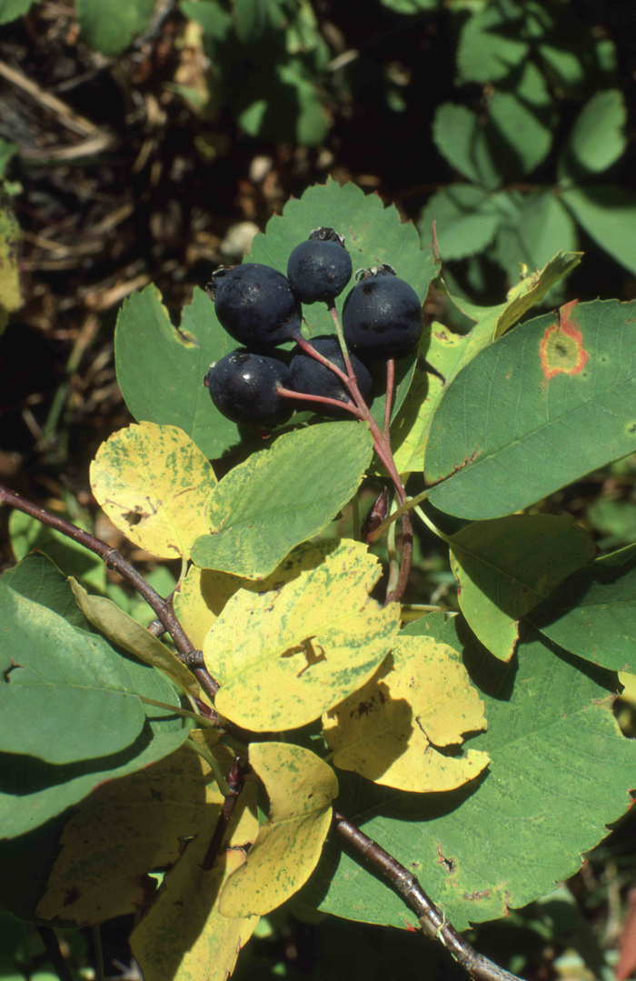 Dark blue serviceberries on a bush