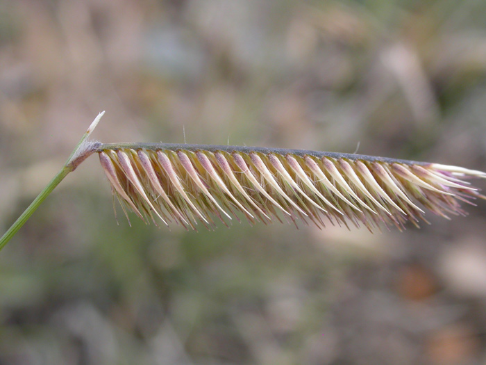 Blue grama grass with mature, all yellow seeds