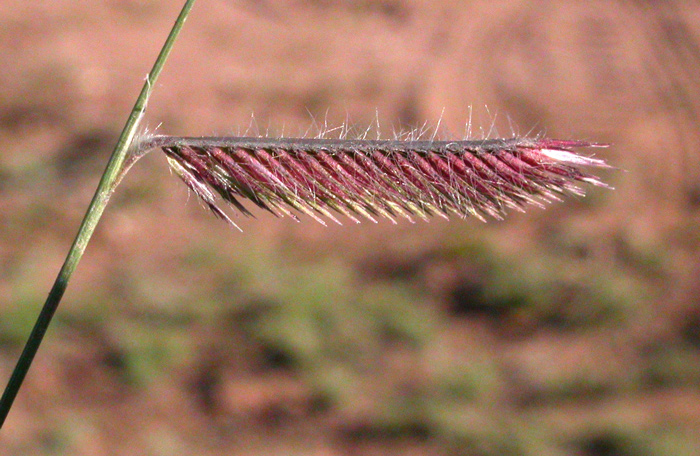 A branch of blue grama grass with purple seeds