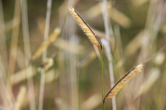 Blue grama grass with mature, all yellow seeds