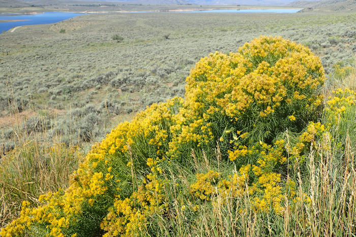 Rubber rabbitbrush bush among the sagebrush