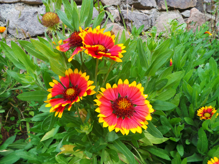 garden varietal of the blanketflower