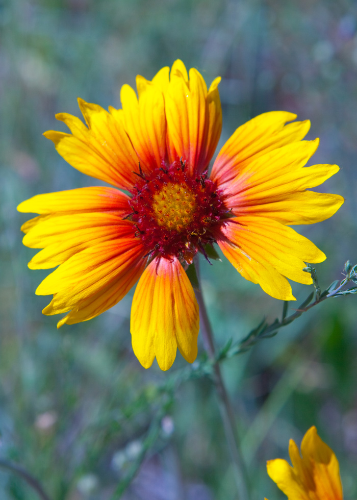 blanketflower with nearly all-yellow petals growing at Great Falls