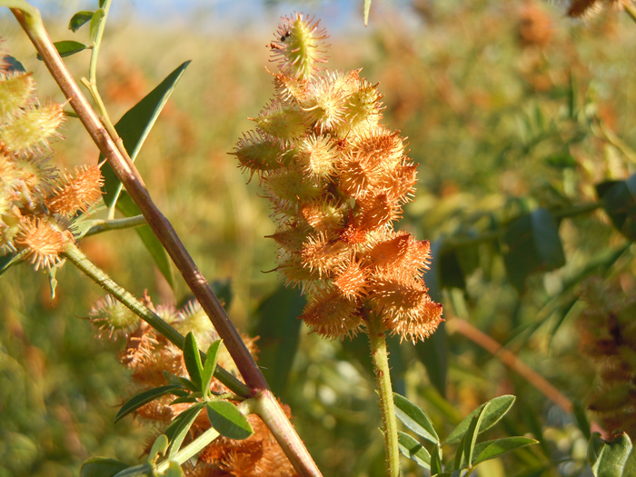 Wild licorice fruits in the fall