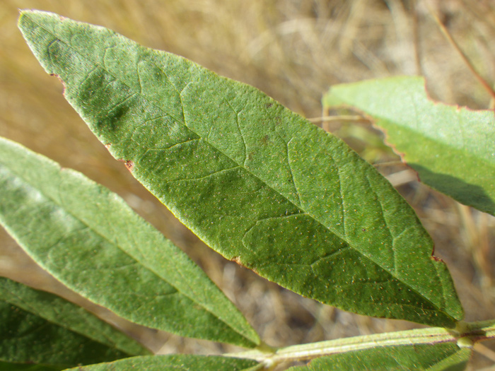 Wild licorice leaf
