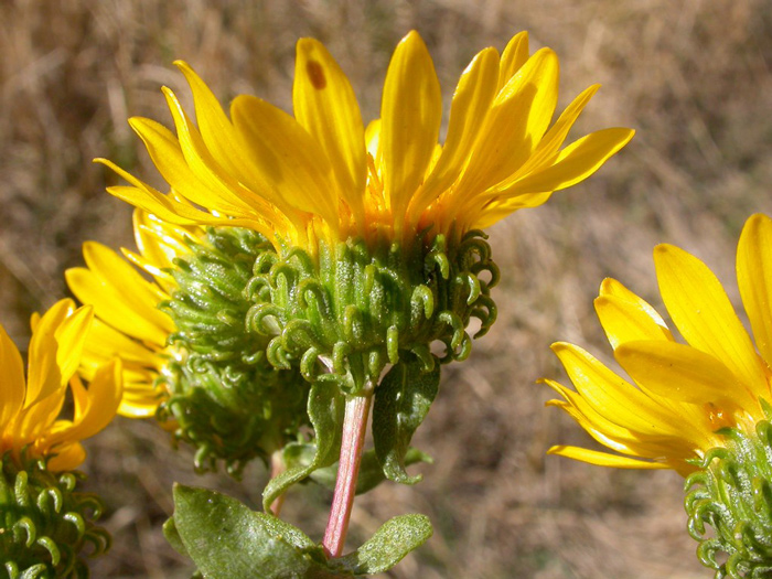 Close-up of curlycup gumweed's small bracts bending downwards