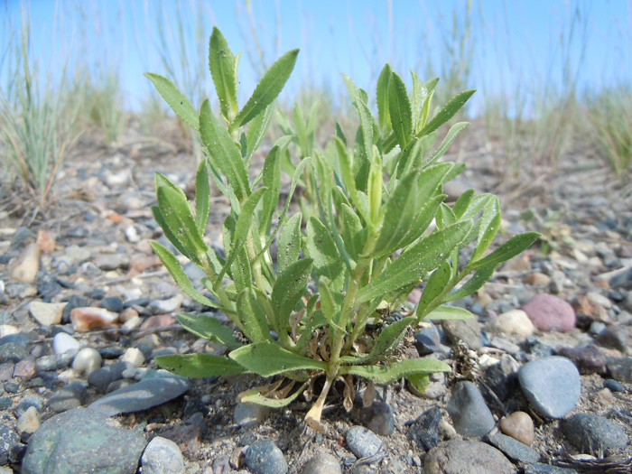 Small curlycup gumweed plant growing in rocky soil