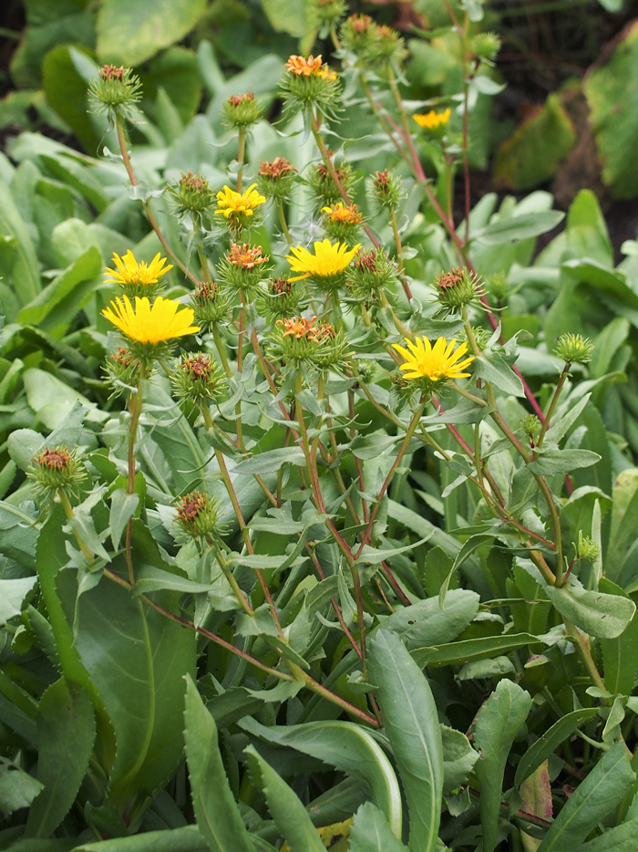 Curlycup gumweed plant with blooms in various stages