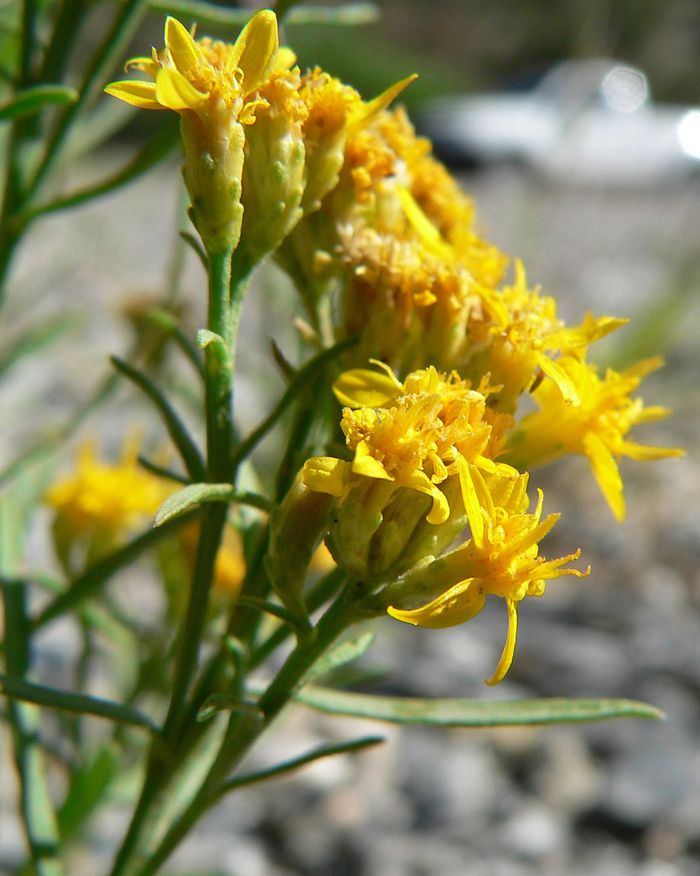 Snakeweed flowers in profile