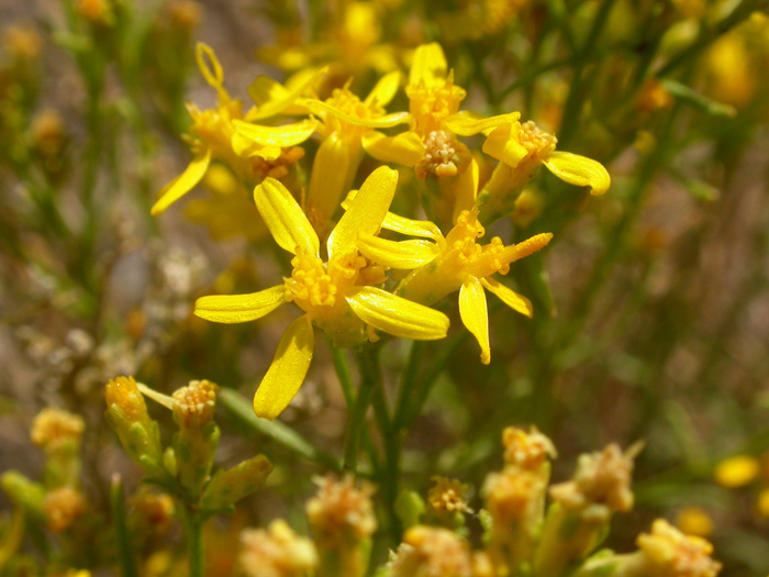 Close-up of snakeweed flowers