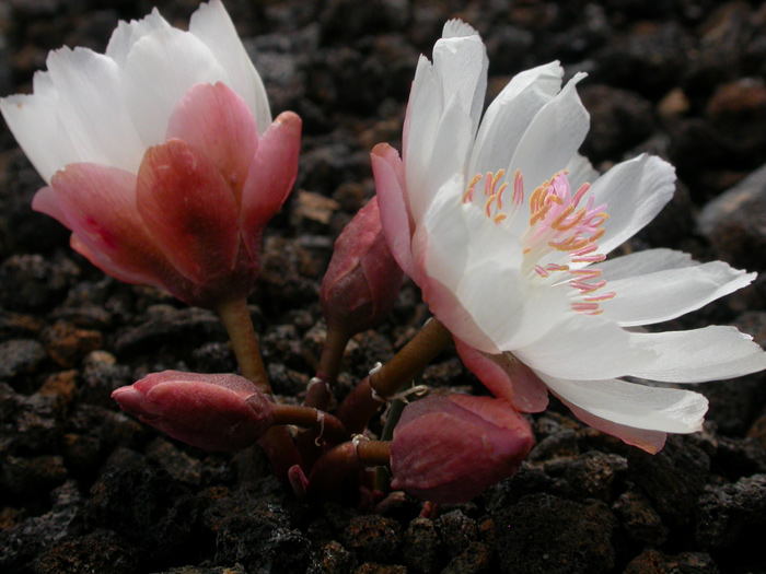 bitterroot bloom with white petals