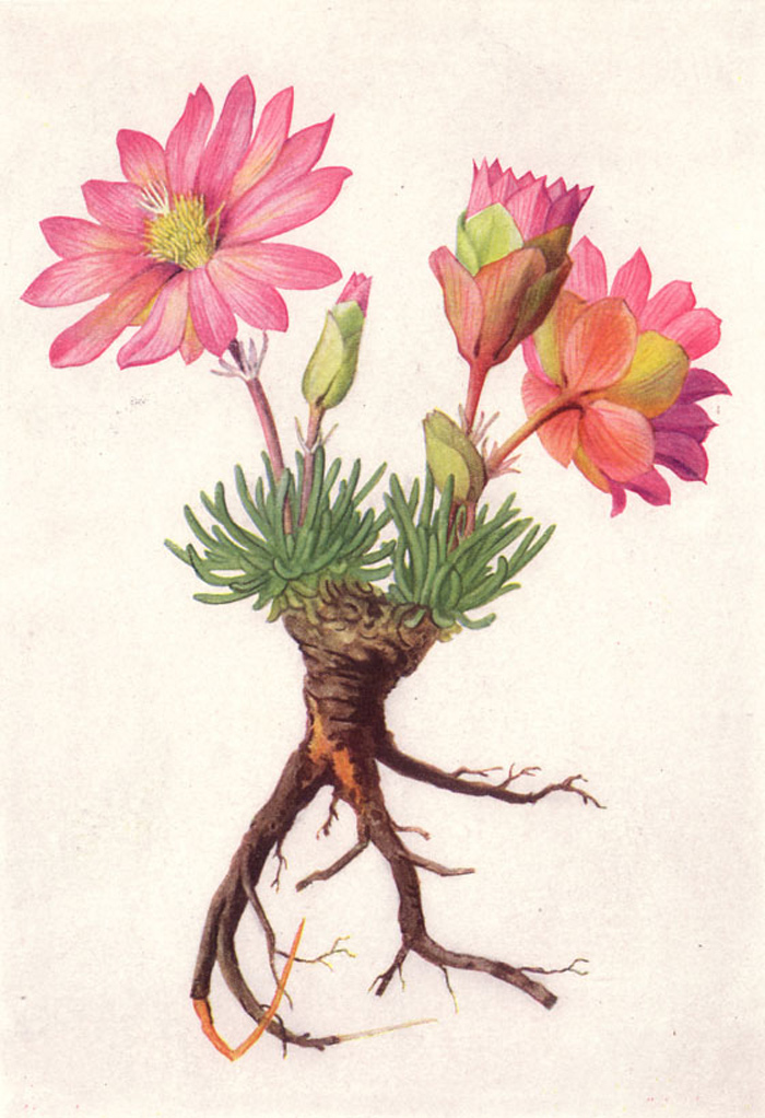 19th-century scientific illustration of the bitterroot plant including its roots