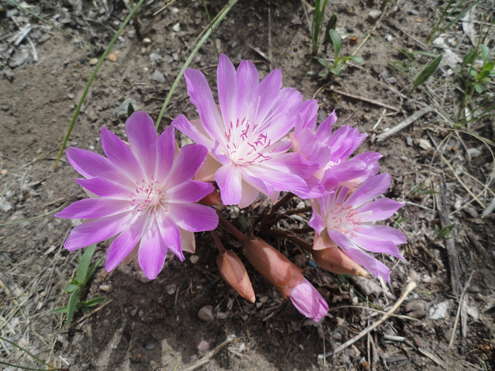 bitterroot blooms with purple petals