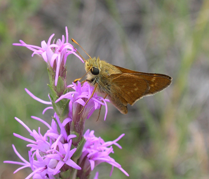 Blazing star with a moth on its flower