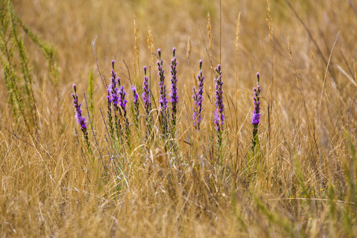 A stand of blazing star in a prairie