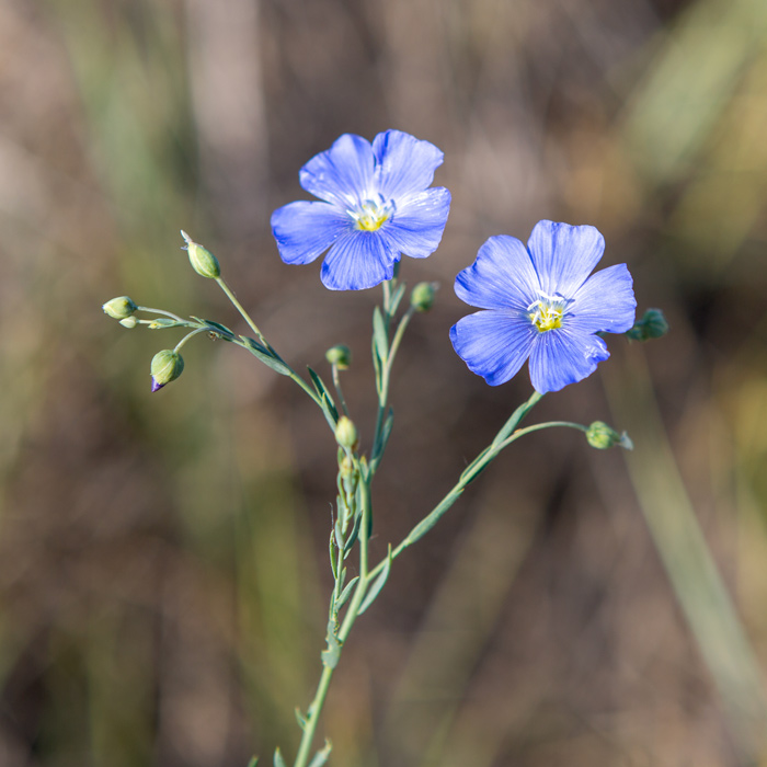 Lewis's blue flax growing at the Lewis and Clark Visitor Center