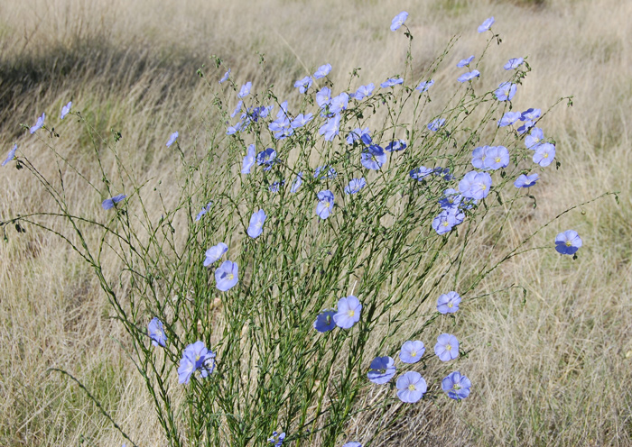 Lewis's blue flax plant growing in prairie grasses