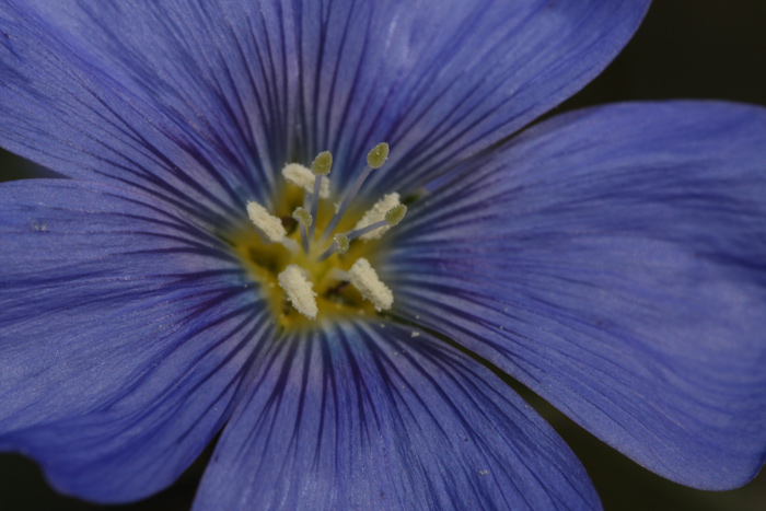 Lewis's blue flax with dark purple petals