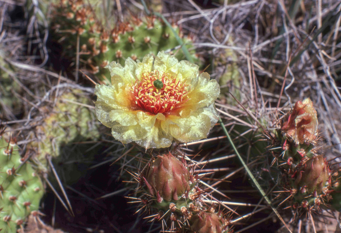 Yellow prickly pear blossom