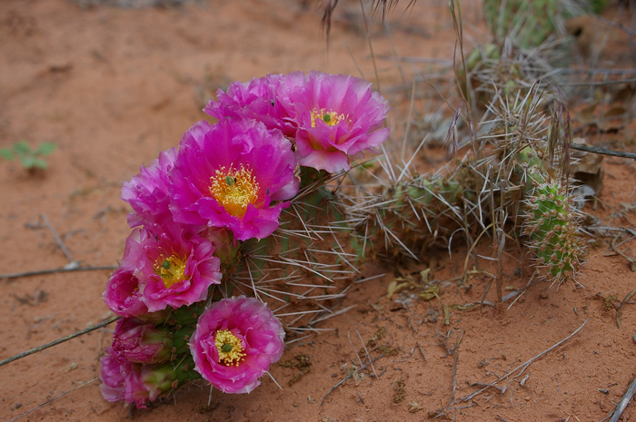 Pink prickly pear blossoms