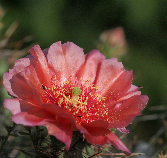 Red prickly pear blossom