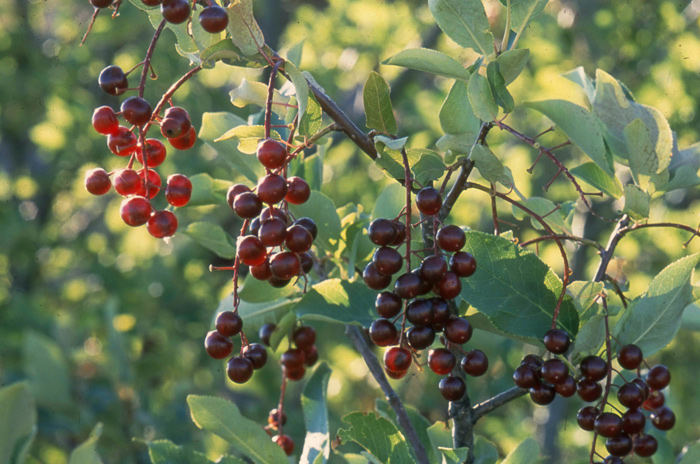 Sunlit ripe chokecherries hanging from a branch