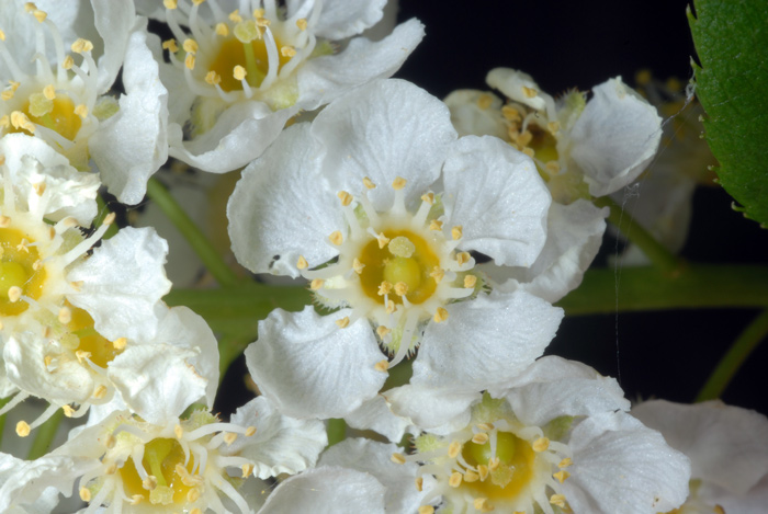 White chokecherry blossoms in a raceme