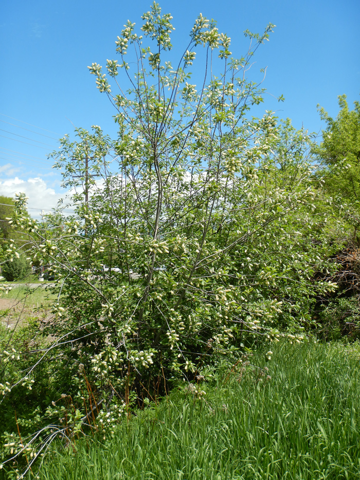Chokecherry as a tall bush or small tree