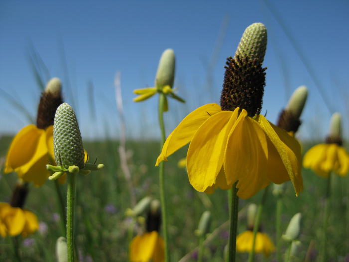 Upright prairie coneflowers with all yellow petals