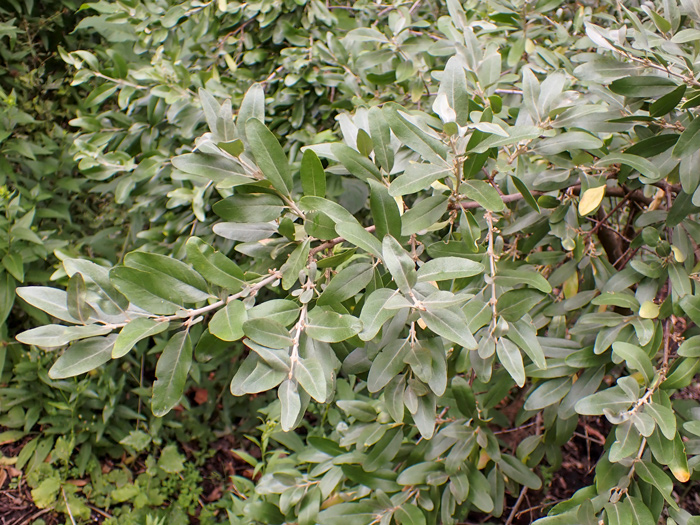 Slender, elongated leaves of the silver buffaloberry  bush