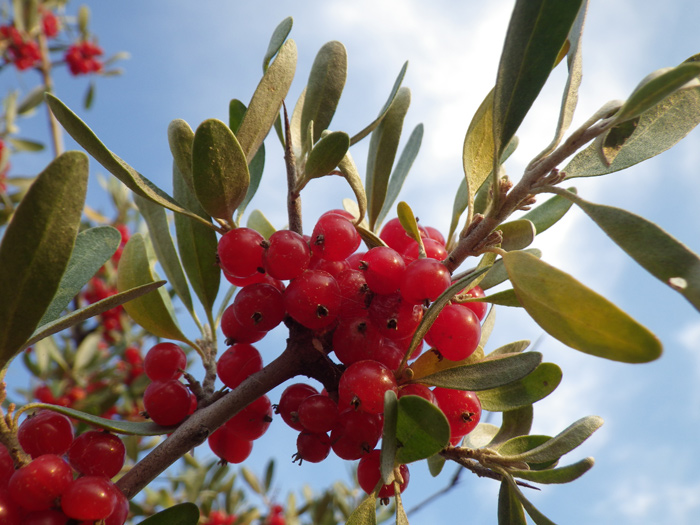 Clumps of bright buffaloberries hang from a small branch