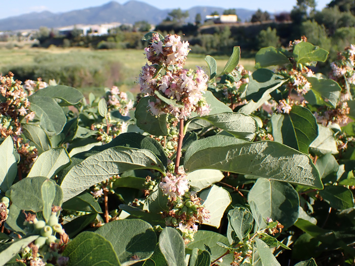 Western snowberry bushes