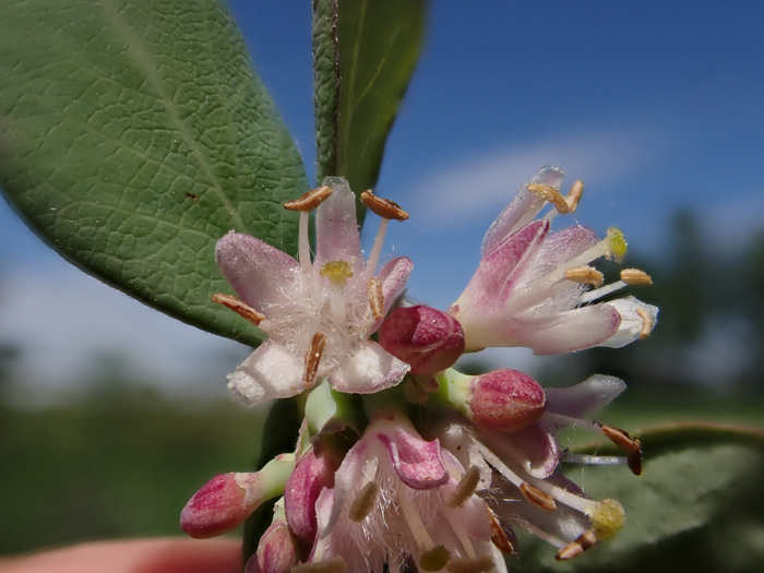 Western snowberry flower with short hairy twigs and exserted stigmas