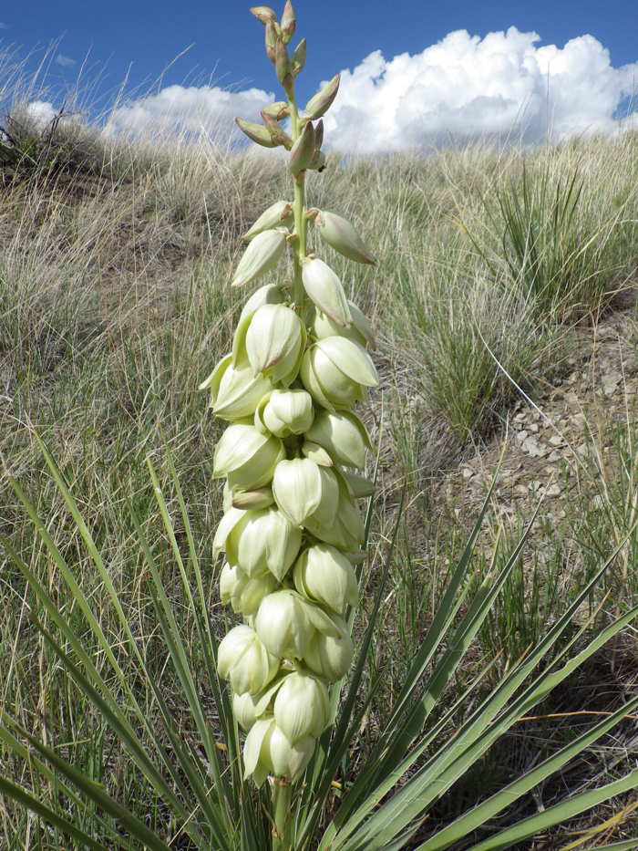 A single soapweed/yucca plant with large seed capsules