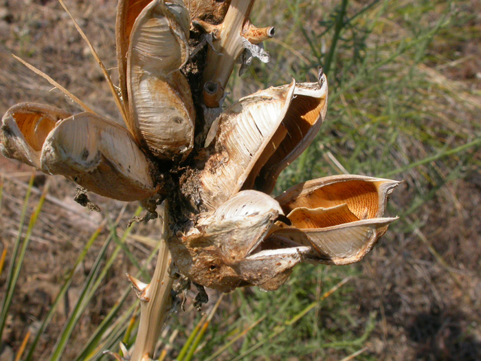 Desiccated and open seed capsules of a soapweed/yucca plant